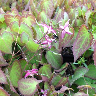 Epimedium rubrum 