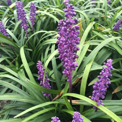 Liriope 'Big Blue' Liriope 'Big Blue'