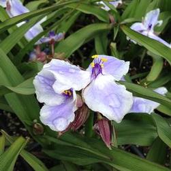 Tradescantia 'Bilberry Ice' Tradescantia 'Bilberry Ice'
