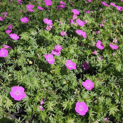 Geranium sanguineum 