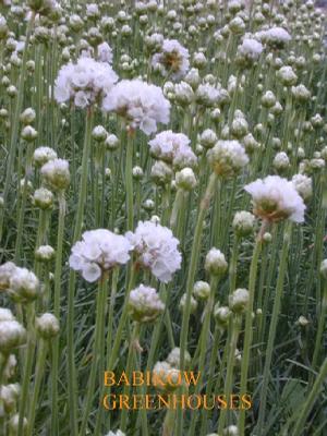 Armeria mar. 'Alba' Armeria mar. 'Alba'