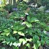 Arisaema sikokianum Arisaema sikokianum