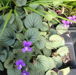 Viola 'Silver Gem' Viola 'Silver Gem'