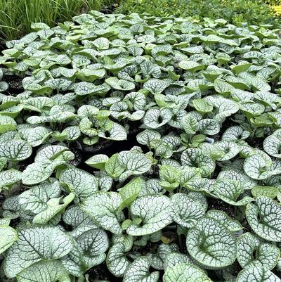 Brunnera Silver Heart