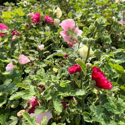 Alcea Simplex