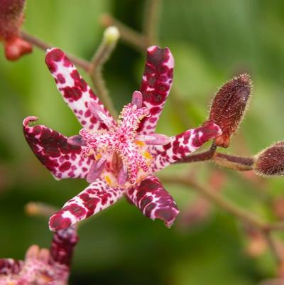 Tricyrtis hir. Sinonome