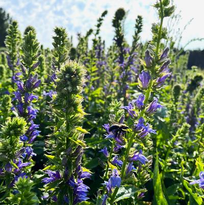 Lobelia siphlitica 