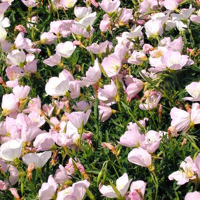 Oenothera ber. Siskiyou