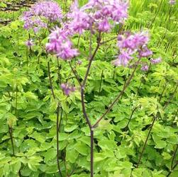 Thalictrum roc. 'Black Stockings' Thalictrum roc. 'Black Stockings'