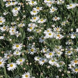 Boltonia ast. 'Snowbank' Boltonia ast. 'Snowbank'