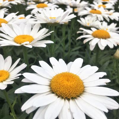 Leucanthemum sup. Snowcap