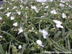 Tradescantia 'Snowcap' Tradescantia 'Snowcap'