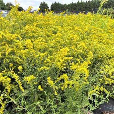 Solidago Solar Cascade
