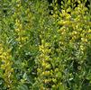 Baptisia 'Solar Flare Prairieblues(TM)' Baptisia 'Solar Flare Prairieblues(TM)'