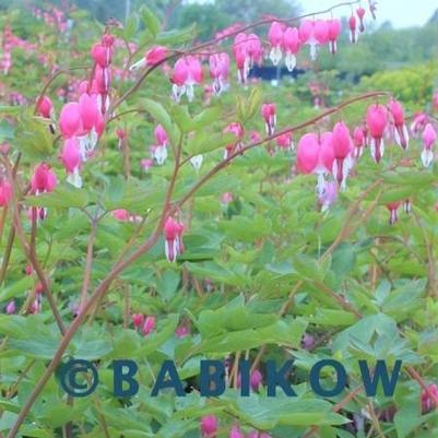 Dicentra spectablis 