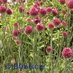 Allium sphaerocephalon Allium sphaerocephalon