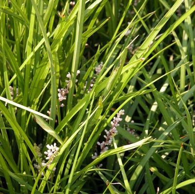 Liriope spicata Liriope spicata