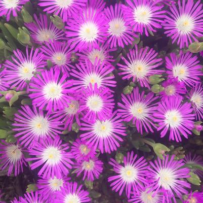 Delosperma flo. 'Starburst' Delosperma flo. 'Starburst'