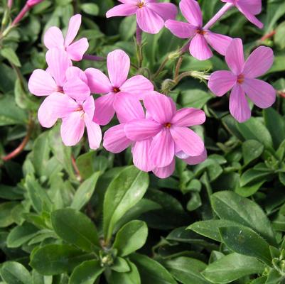 Phlox stolonifera 