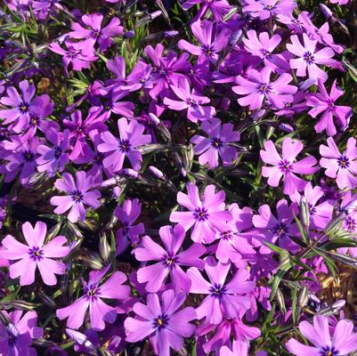 Phlox sub. Purple Beauty
