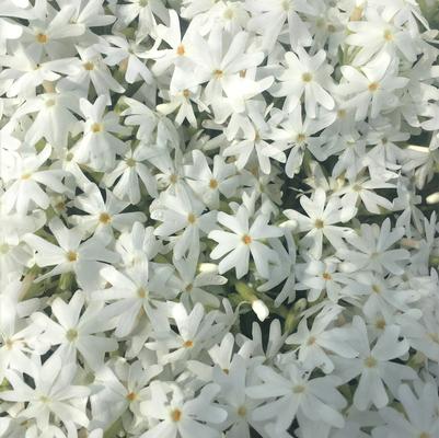 Phlox sub. Snowflake