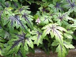 Tiarella x 'Sugar & Spice' Tiarella x 'Sugar & Spice'