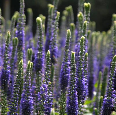 Veronica 'Sunny Border Blue' Veronica 'Sunny Border Blue'