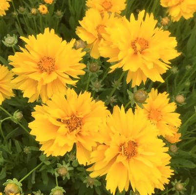 Coreopsis gra. 'Sunray' Coreopsis gra. 'Sunray'