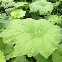 Rodgersia tabularis Rodgersia tabularis