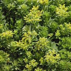 Sedum takesimense Sedum takesimense