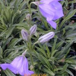 Campanula per. 'Telham Beauty' Campanula per. 'Telham Beauty'