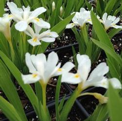 Iris cri. 'Tennesse White' Iris cri. 'Tennesse White'