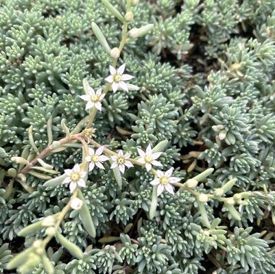 Sedum Blue Carpet