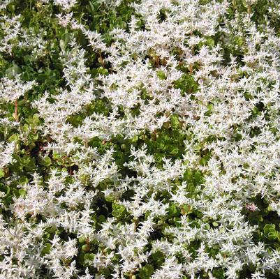 Sedum ternatum 