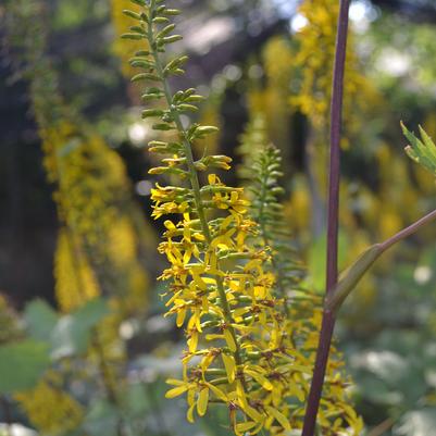 Ligularia ste. The Rocket