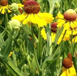 Helenium 'Tiny Dancer' Helenium 'Tiny Dancer'