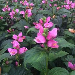 Chelone lyo. 'Tiny Tortuga' Chelone lyo. 'Tiny Tortuga'