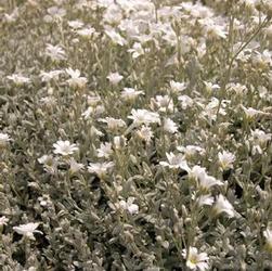 Cerastium tom. 'Yoyo' Cerastium tom. 'Yoyo'