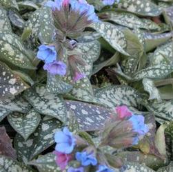 Pulmonaria 'Trevi Fountain' Pulmonaria 'Trevi Fountain'