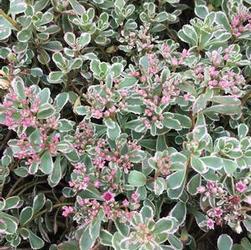 Sedum spu. 'Tricolor' Sedum spu. 'Tricolor'