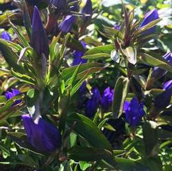 Gentiana 'True Blue' Gentiana 'True Blue'