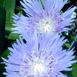 Stokesia lae. 'Blue Danube' Stokesia lae. 'Blue Danube'