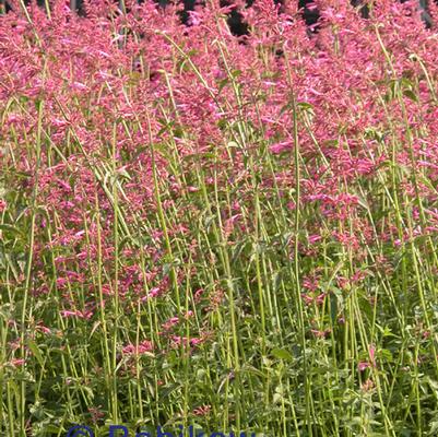 Agastache 'Tutti Frutti' Agastache 'Tutti Frutti'