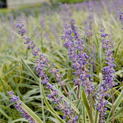 Liriope 'Variegata' Liriope 'Variegata'