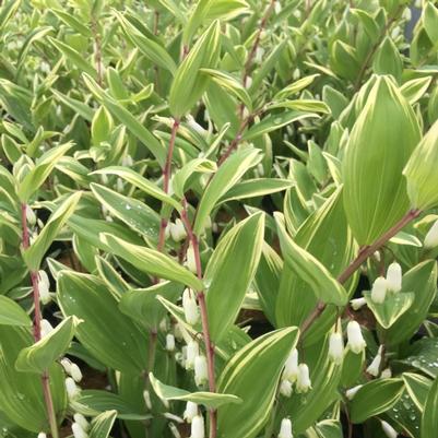 Polygonatum mul. Variegatum