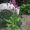 Primula vialii Primula vialii