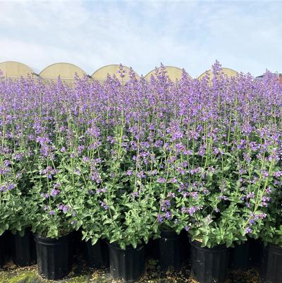 Nepeta faa. Walker's Low