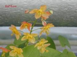 Epimedium warleyense Epimedium warleyense