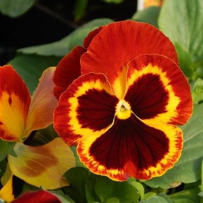 Pansy Delta 'Fire'