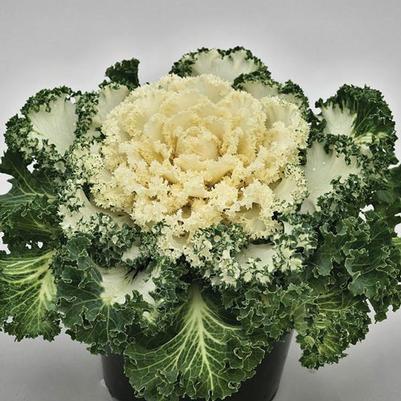 Kale Nagoya 'White'